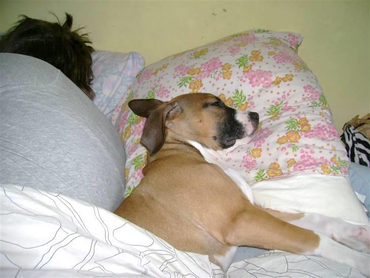 Amerikansk staffordshire terrier Daisy - Daisy og min kære Kæreste ;) billede 14