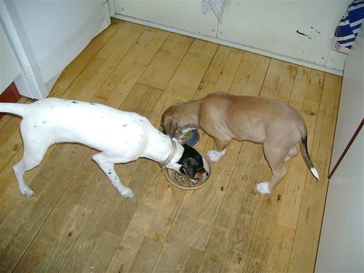 Amerikansk staffordshire terrier Daisy billede 15