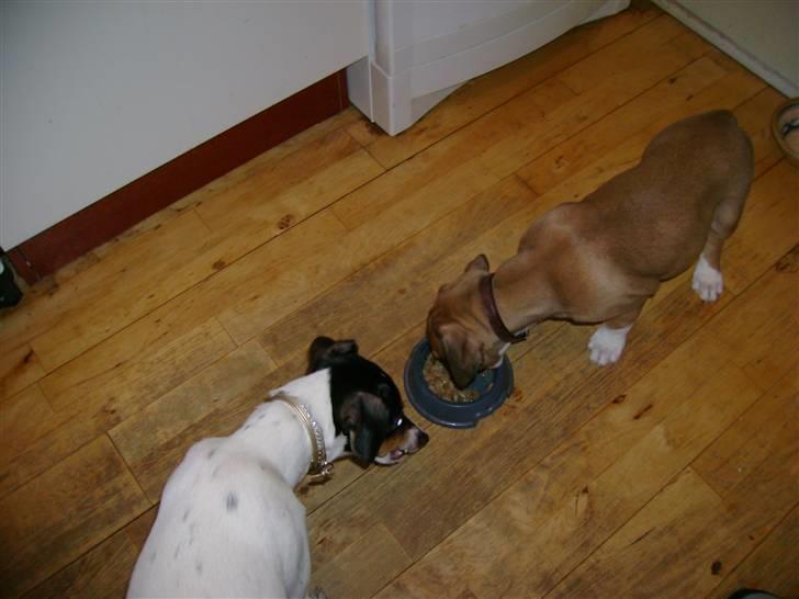 Amerikansk staffordshire terrier Daisy billede 16