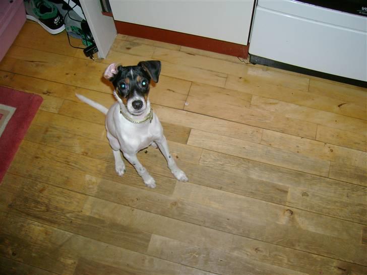 Dansk svensk gaardhund Laban billede 6