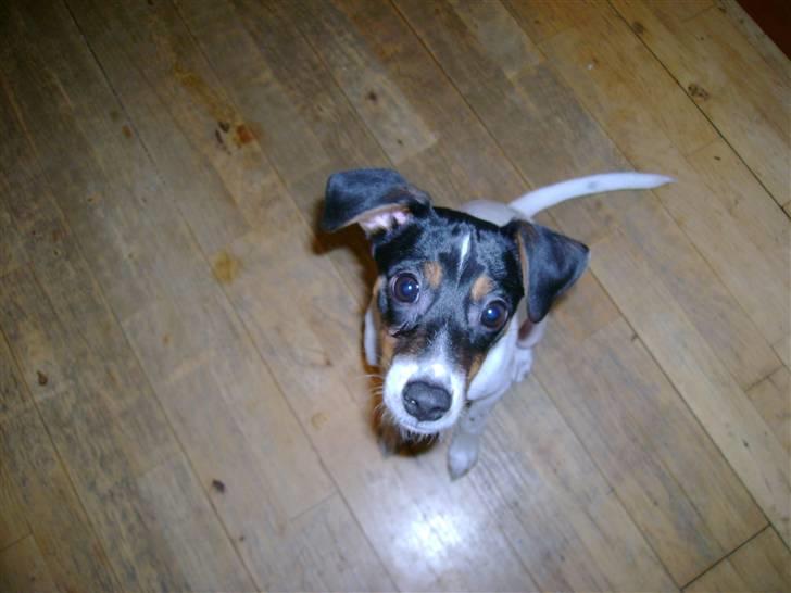 Dansk svensk gaardhund Laban billede 7