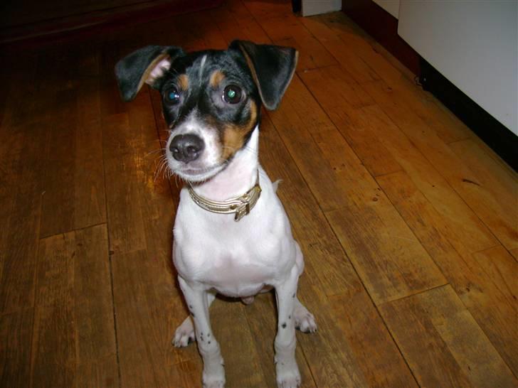 Dansk svensk gaardhund Laban billede 8