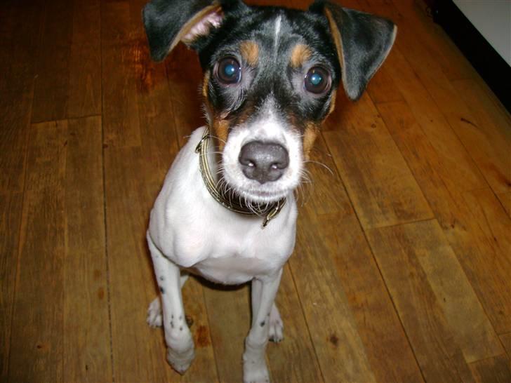 Dansk svensk gaardhund Laban billede 9