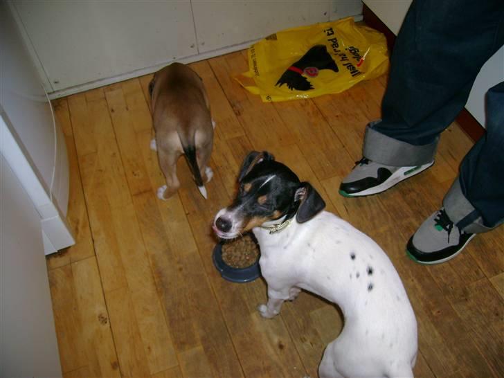 Dansk svensk gaardhund Laban billede 10