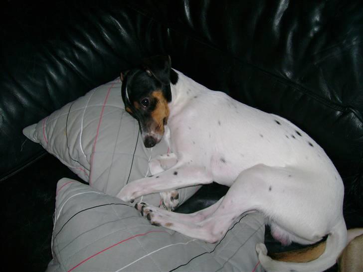 Dansk svensk gaardhund Laban billede 13