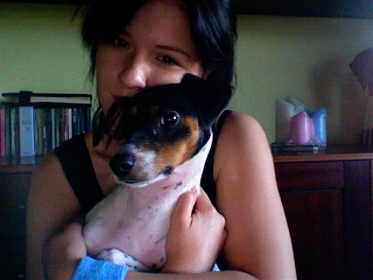 Dansk svensk gaardhund Laban billede 15