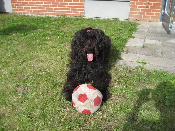 Briard Zita billede 17