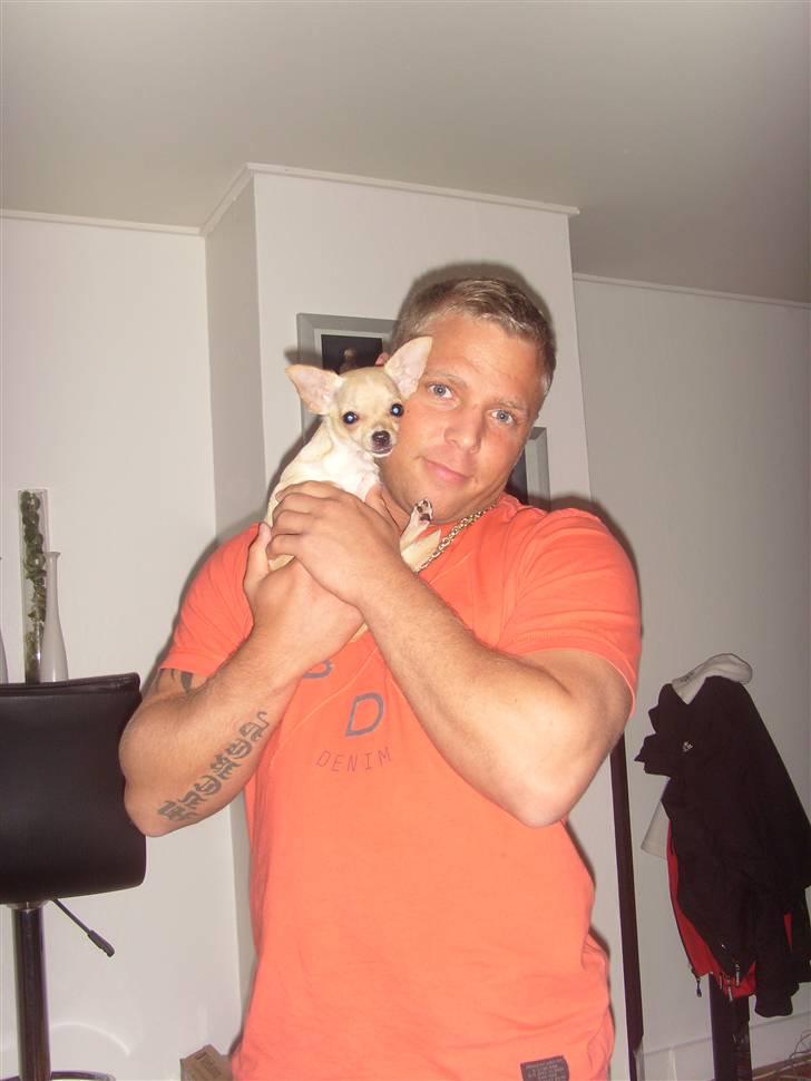 Chihuahua ¨˜”°º•Gucci•º°”˜¨ - er lige sammen med far.. Uh vi bruger meget tid på leg.  billede 13