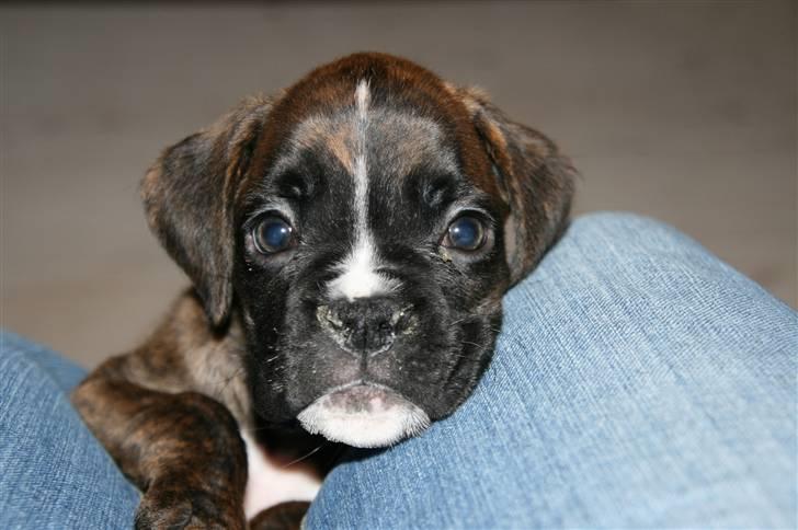 Boxer Roma billede 6