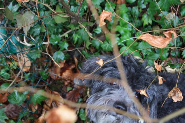 Bichon havanais Pretty Bears' Femme Soffi - By: T.E.Ø billede 14