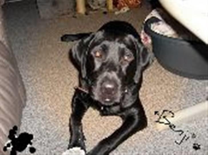 Labrador retriever Benji - je ger så fotogen :D billede 12