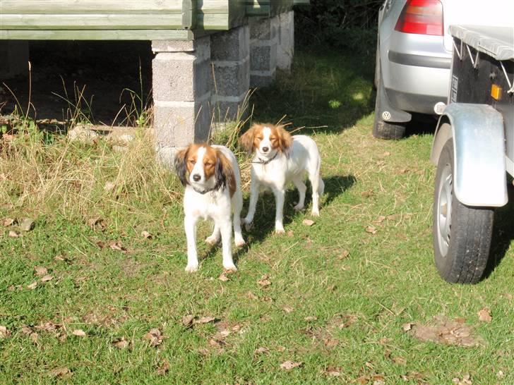 Kooikerhondje Fenja billede 3