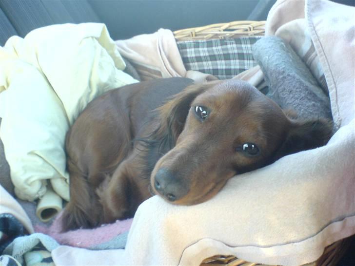 Gravhund Mini - ååårh nu er vi ude og køre igen  billede 1