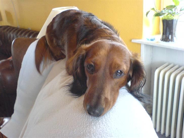 Gravhund Mini - ynglingspladsen billede 2