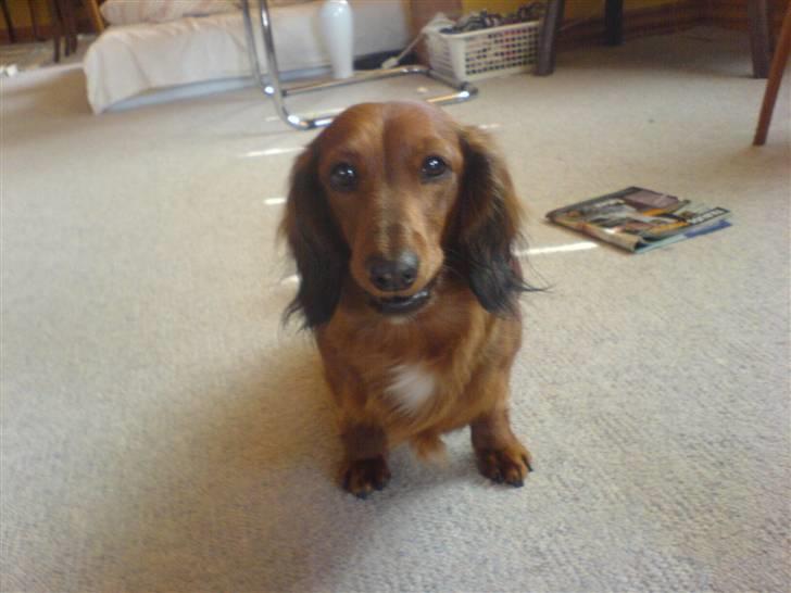 Gravhund Mini - seee jeg kan sitte billede 3