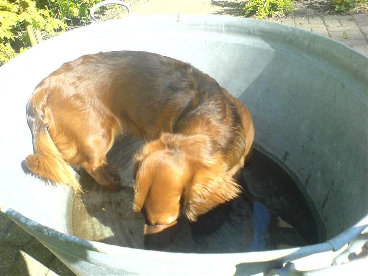 Gravhund Mini - svømmetur billede 5