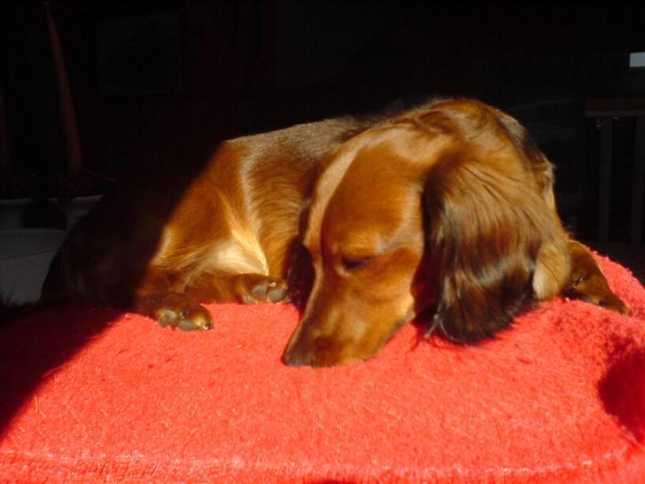 Gravhund Mini - lad mig være i fred, jeg putter billede 6