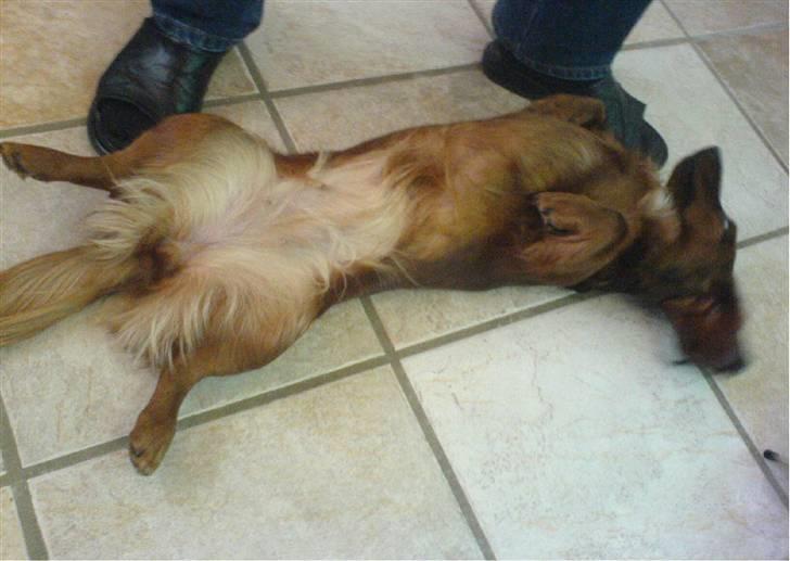 Gravhund Mini - kooom nuuu med den godbid billede 7