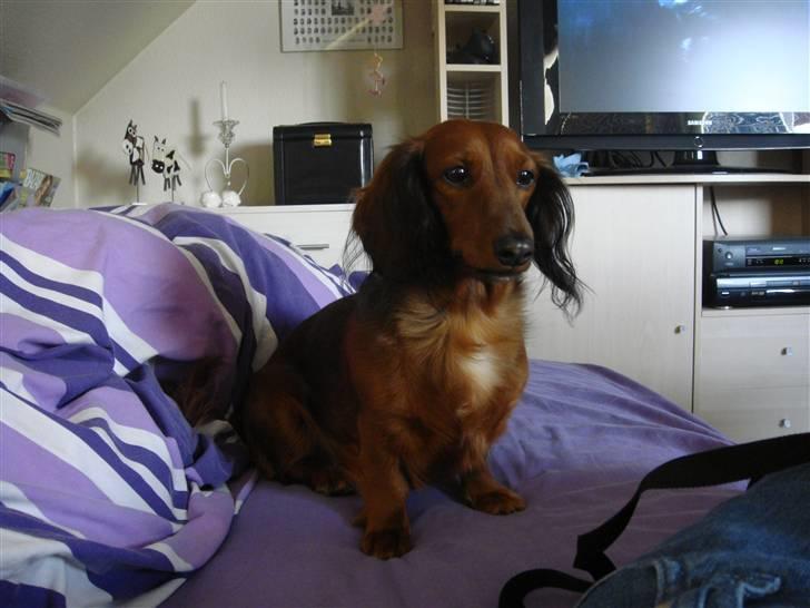 Gravhund Mini - jeg har indtaget sengen billede 8