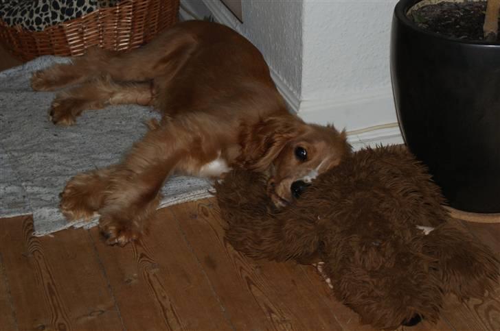 Cocker spaniel Louie - Dejlig bamse hovedpude billede 10