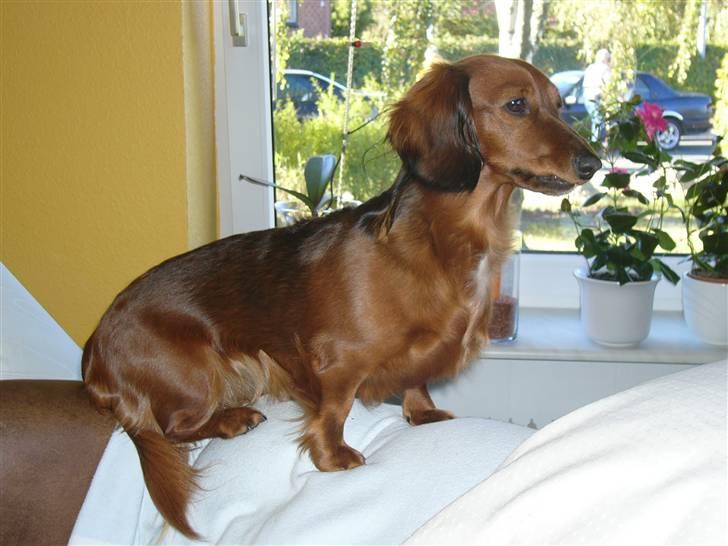 Gravhund Mini - god udsigt herfra billede 9