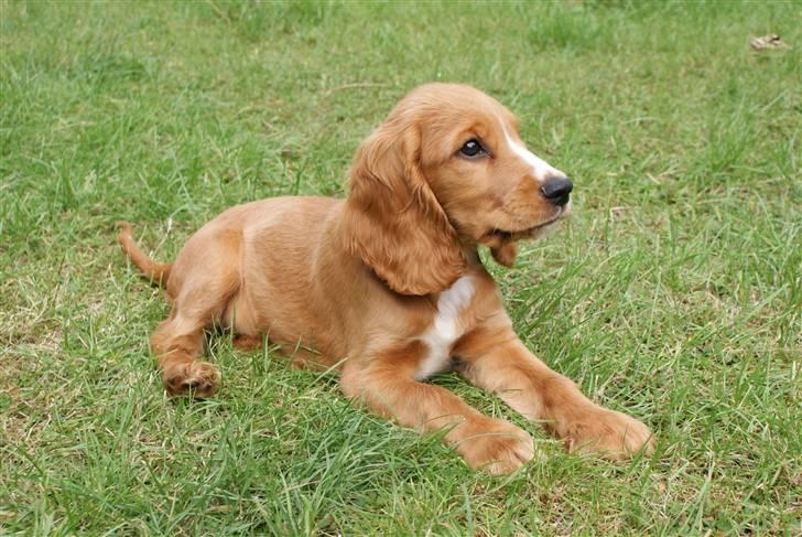 Cocker spaniel Louie billede 11