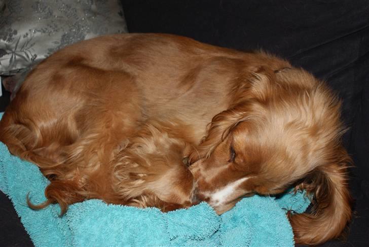 Cocker spaniel Louie - Jeg kan da lige nå at være på dette håndklæde:-) billede 12