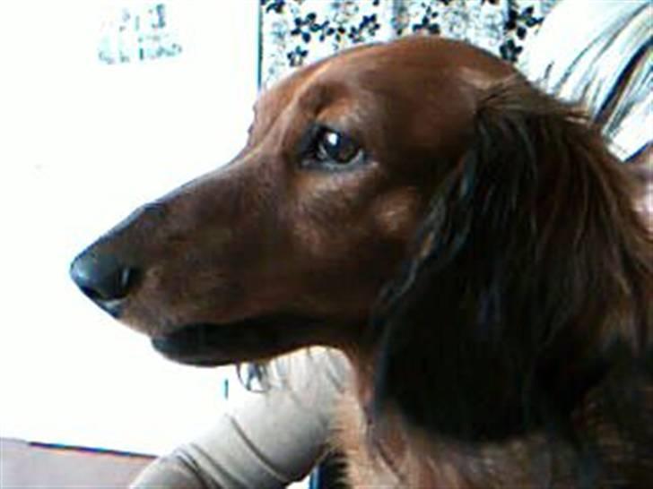 Gravhund Mini - mini i profil billede 10