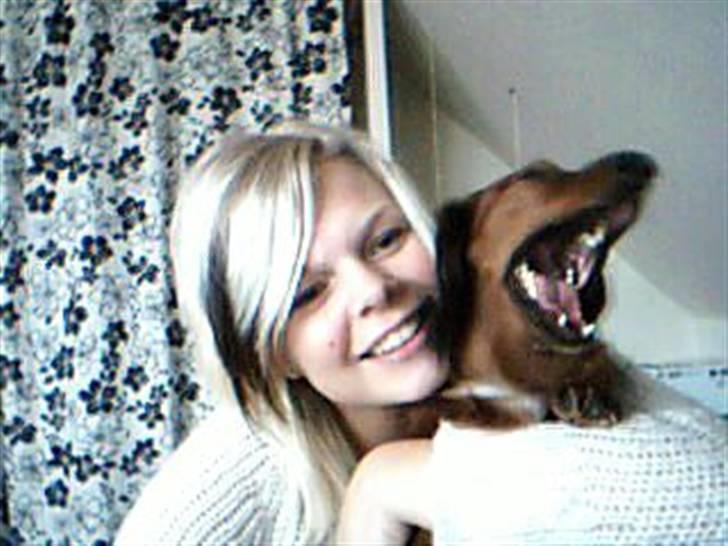 Gravhund Mini - mini og hendes storesøster billede 11