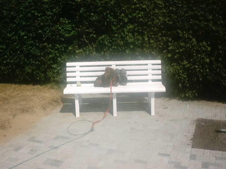 Gravhund Mini - mini passer på mine sko billede 12