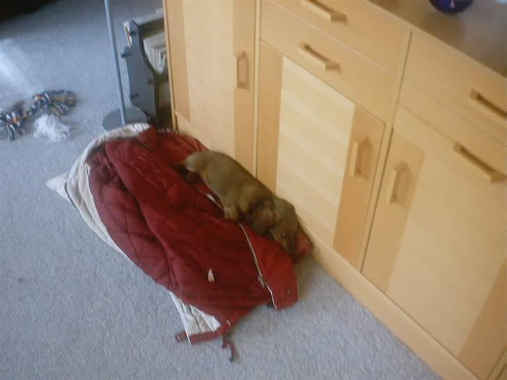 Gravhund Mini - mini som hvalp billede 13