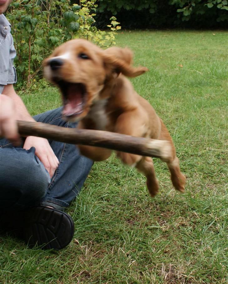 Cocker spaniel Louie - Aaaaaaahhhhrg billede 13