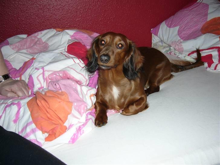 Gravhund Mini billede 14