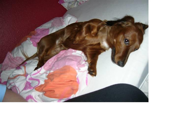 Gravhund Mini - mini slapper af i sin ynglingsstilling billede 15