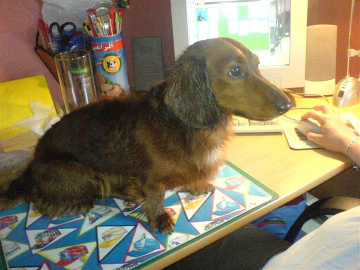 Gravhund Mini - mini efter et bad billede 16