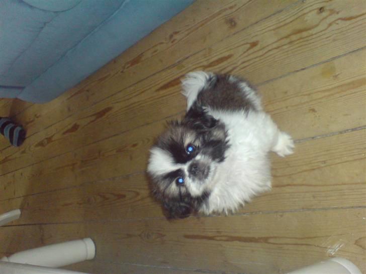 Pekingeser Harley - PjuskeHovede (: billede 1