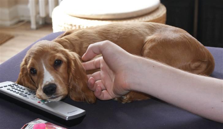 Cocker spaniel Louie billede 14