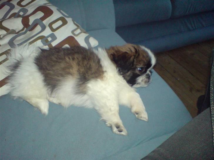 Pekingeser Harley - Nuttet det var du sku qodt nok . billede 2