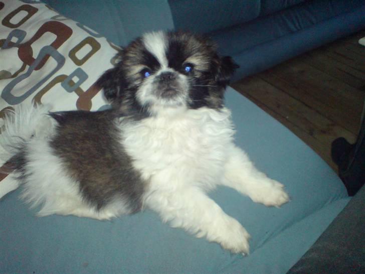 Pekingeser Harley - Du så sød (: billede 3