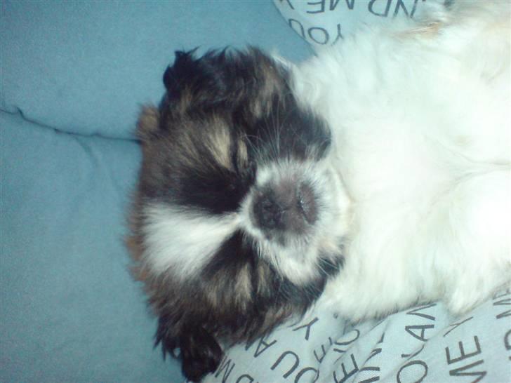 Pekingeser Harley - Bette fjollerik <3 billede 4