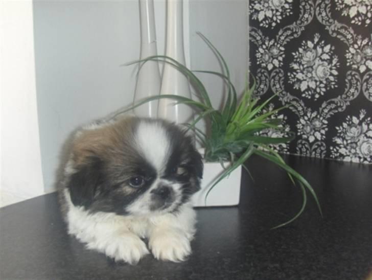 Pekingeser Harley - Dejliq bette hund (8 uqer) (: billede 5