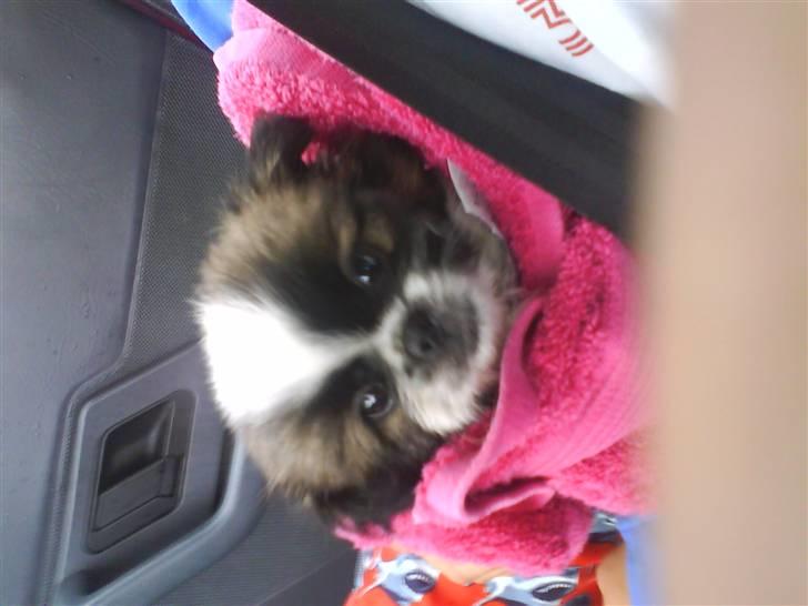 Pekingeser Harley - Da jeq liqe havde købt ham oq var på vej hjem (8 uqer) billede 6