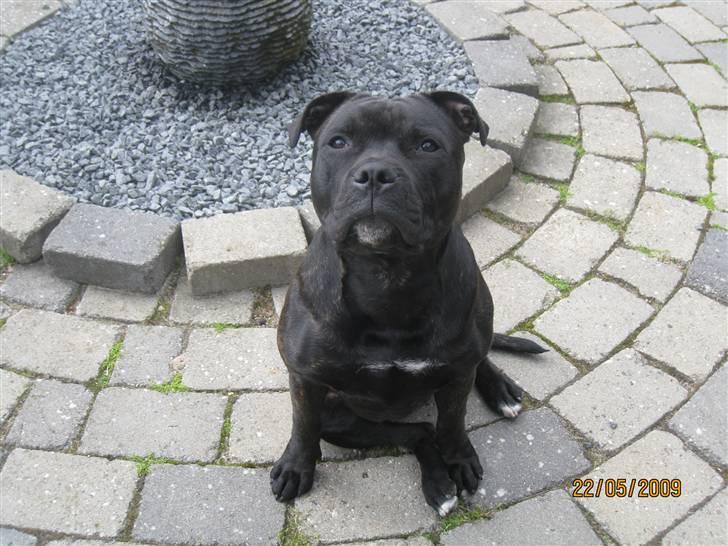 Staffordshire bull terrier Louis - 22 Maj 2009 billede 3