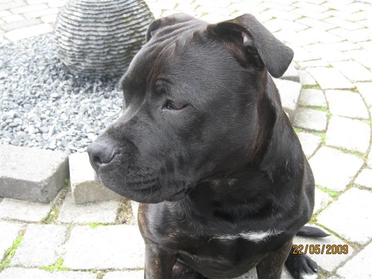 Staffordshire bull terrier Louis - 22 Maj 2009 billede 4