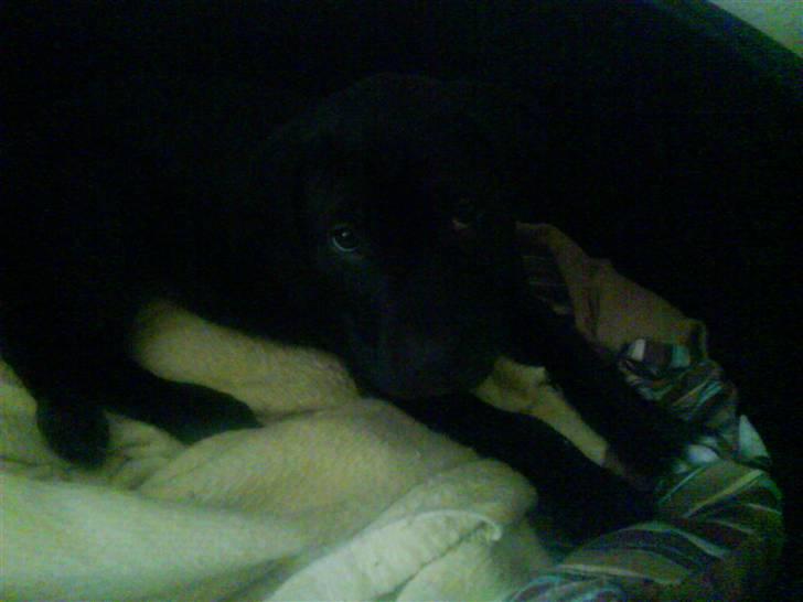 Blanding af racer amstaff/labradore   Kanzi - se jeg ligger i min kurv billede 15