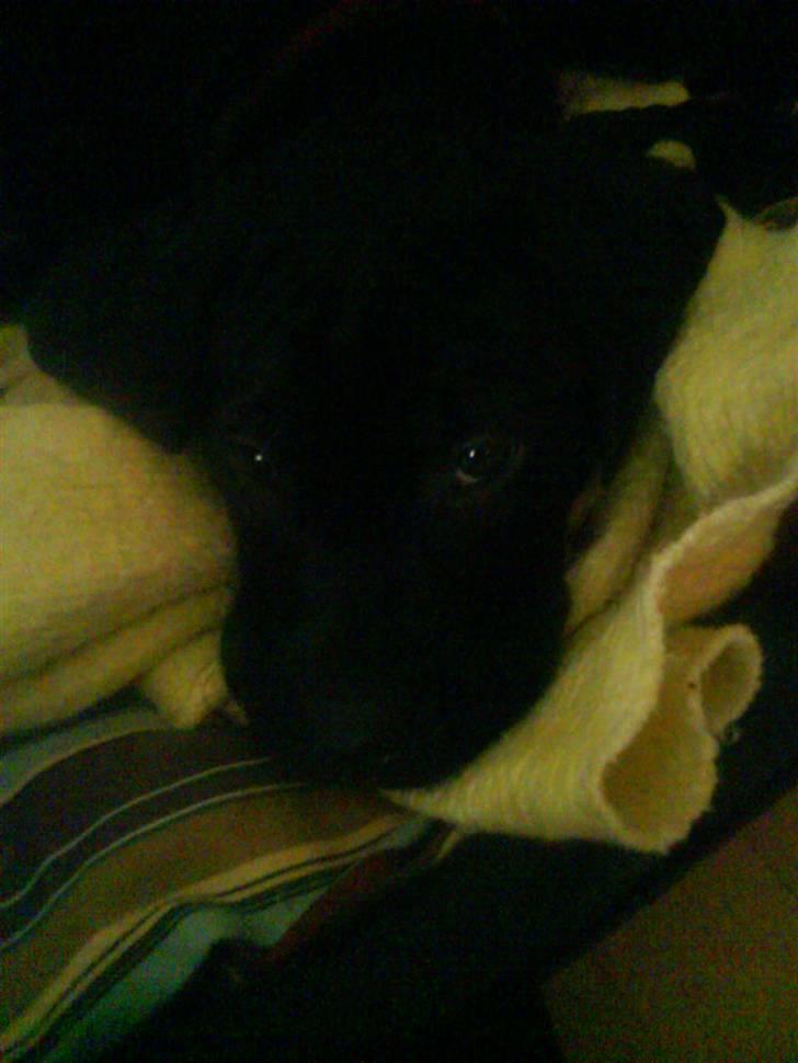 Blanding af racer amstaff/labradore   Kanzi - tag nu det billed så jeg kan sove. billede 16