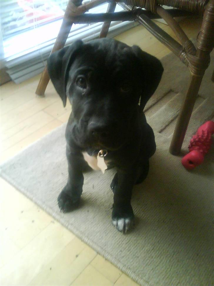 Blanding af racer amstaff/labradore   Kanzi - hva har du noget? billede 17