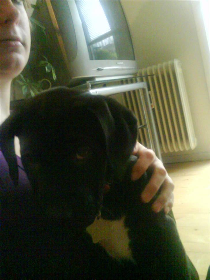 Blanding af racer amstaff/labradore   Kanzi - hvad? jeg har ik gjort noget billede 18