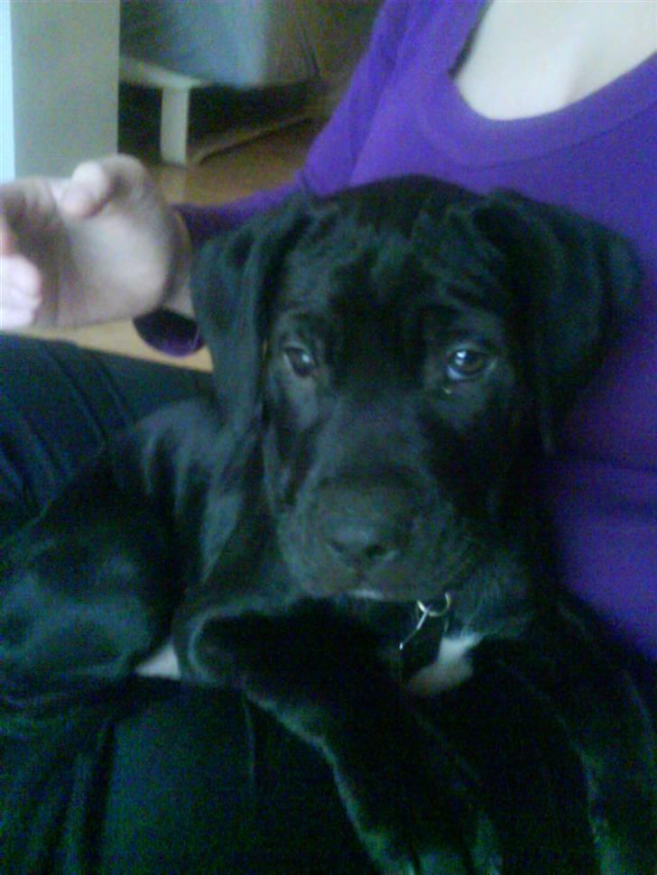 Blanding af racer amstaff/labradore   Kanzi - ligger pænt ved mor  billede 19