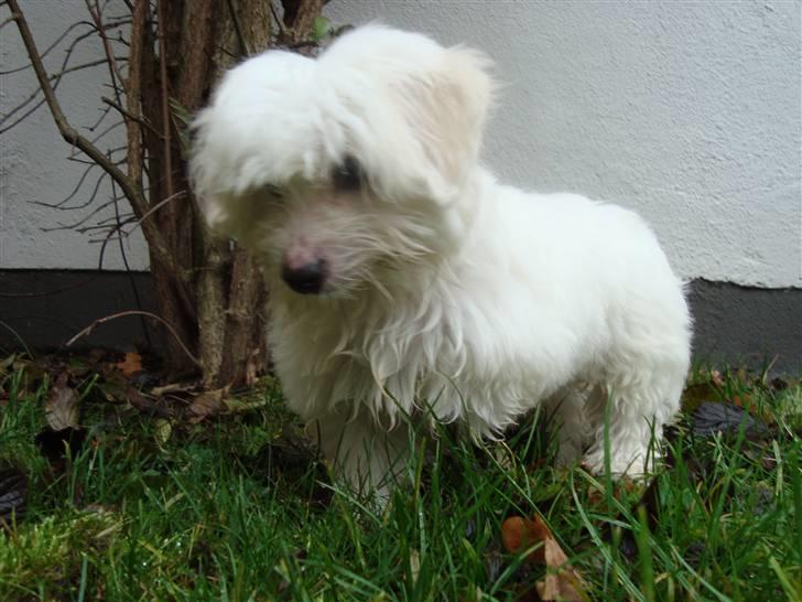 Coton de tulear Freja - Freja får våde poter.. puuha billede 3